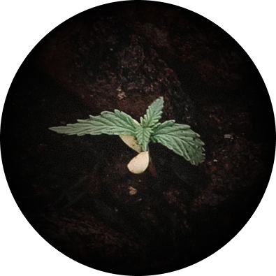 Image of a plant in the ground